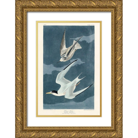 Lesser Tern Gold Ornate Wood Framed Art Print with Double Matting by Audubon, John James