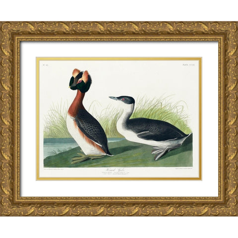 Horned Grebe Gold Ornate Wood Framed Art Print with Double Matting by Audubon, John James