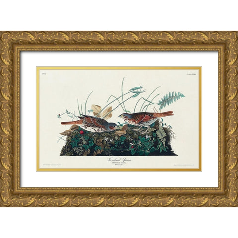 Fox-coloured Sparrow Gold Ornate Wood Framed Art Print with Double Matting by Audubon, John James