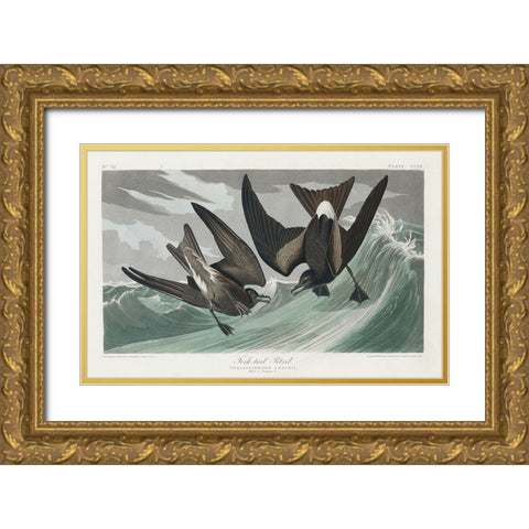 Fork-tailed Petrel Gold Ornate Wood Framed Art Print with Double Matting by Audubon, John James
