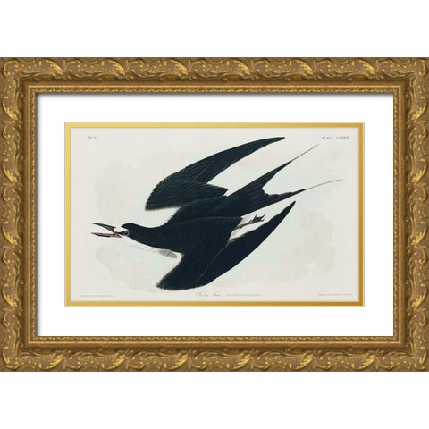Sooty Tern Gold Ornate Wood Framed Art Print with Double Matting by Audubon, John James