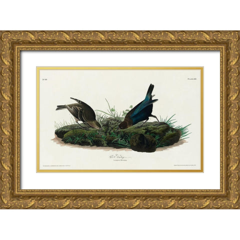 Cow-pen Bird Gold Ornate Wood Framed Art Print with Double Matting by Audubon, John James