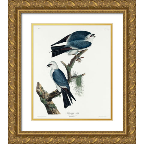 Mississippi Kite Gold Ornate Wood Framed Art Print with Double Matting by Audubon, John James
