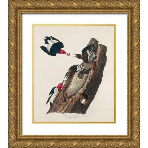 Red-headed Woodpecker Gold Ornate Wood Framed Art Print with Double Matting by Audubon, John James