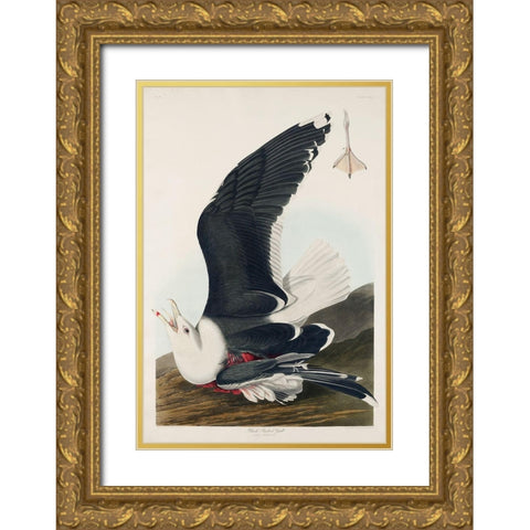 Black Backed GullÂ  Gold Ornate Wood Framed Art Print with Double Matting by Audubon, John James
