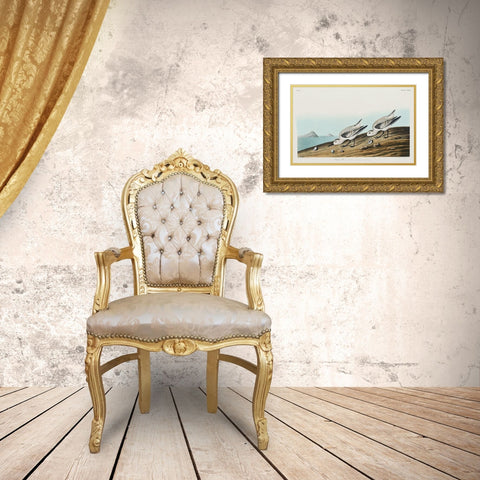 Sanderling Gold Ornate Wood Framed Art Print with Double Matting by Audubon, John James