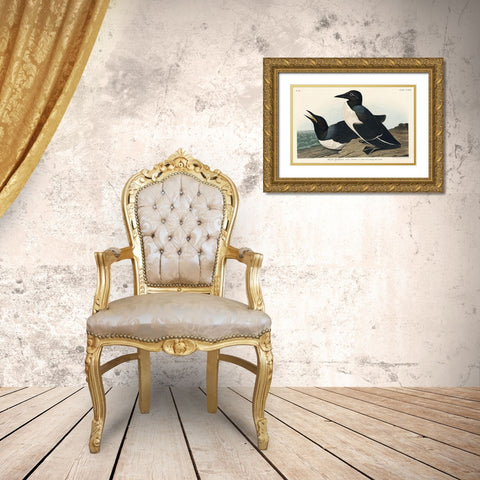 Foolish Guillemot Gold Ornate Wood Framed Art Print with Double Matting by Audubon, John James