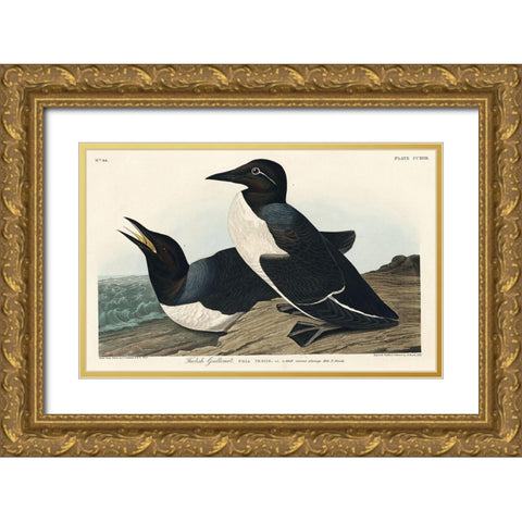 Foolish Guillemot Gold Ornate Wood Framed Art Print with Double Matting by Audubon, John James
