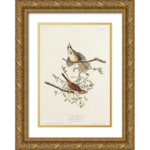 Song Sparrow Gold Ornate Wood Framed Art Print with Double Matting by Audubon, John James