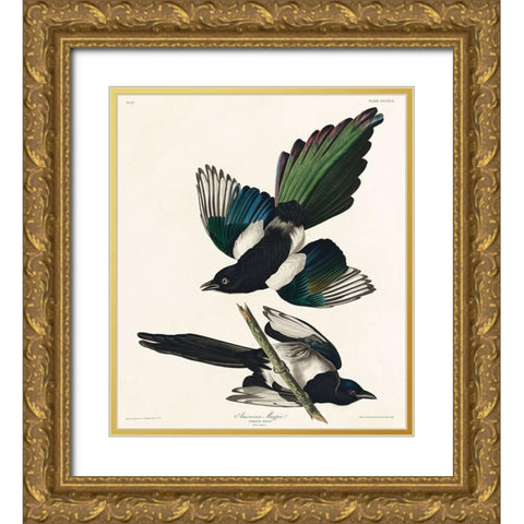 American Magpie Gold Ornate Wood Framed Art Print with Double Matting by Audubon, John James