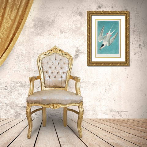 Roseate Tern Gold Ornate Wood Framed Art Print with Double Matting by Audubon, John James