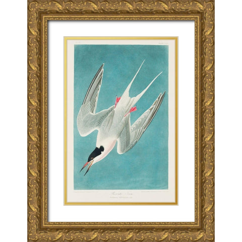 Roseate Tern Gold Ornate Wood Framed Art Print with Double Matting by Audubon, John James