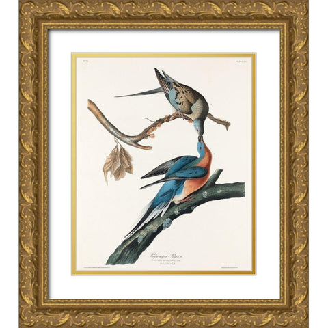 Passenger Pigeon Gold Ornate Wood Framed Art Print with Double Matting by Audubon, John James