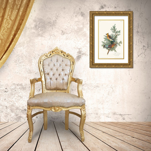 Cedar Bird Gold Ornate Wood Framed Art Print with Double Matting by Audubon, John James