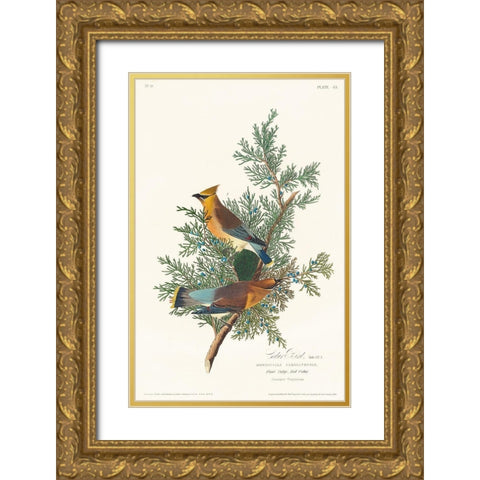 Cedar Bird Gold Ornate Wood Framed Art Print with Double Matting by Audubon, John James