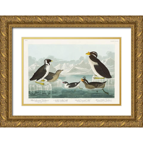 Black-throated Guillemot, Nobbed-billed Auk, Curled-crested Auk and Horned-billed Guillemot Gold Ornate Wood Framed Art Print with Double Matting by Audubon, John James