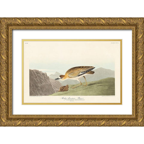 Rocky Mountain Plover Gold Ornate Wood Framed Art Print with Double Matting by Audubon, John James