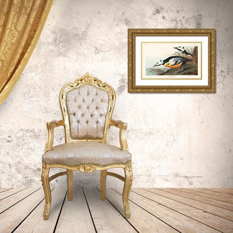 Western Duck Gold Ornate Wood Framed Art Print with Double Matting by Audubon, John James
