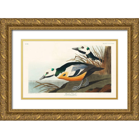 Western Duck Gold Ornate Wood Framed Art Print with Double Matting by Audubon, John James
