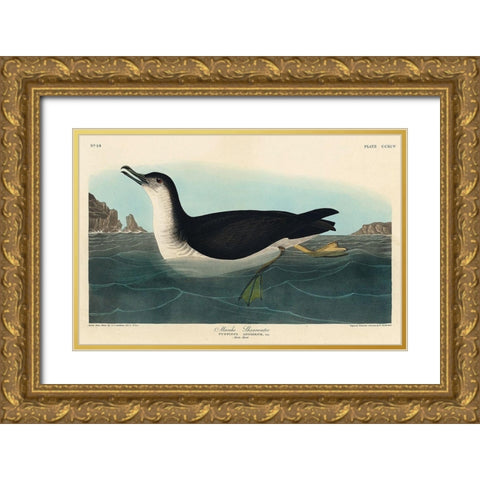 Manks Shearwater Gold Ornate Wood Framed Art Print with Double Matting by Audubon, John James