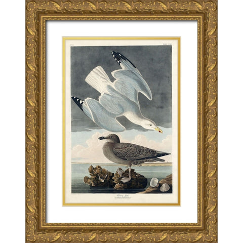 Herring Gull Gold Ornate Wood Framed Art Print with Double Matting by Audubon, John James