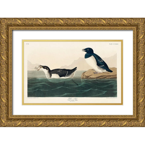 Little Auk Gold Ornate Wood Framed Art Print with Double Matting by Audubon, John James