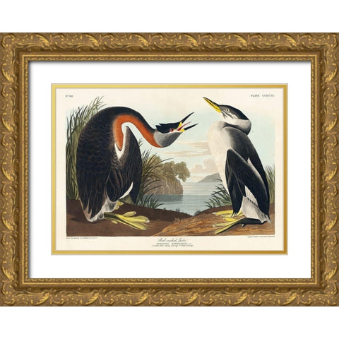 Red-necked Grebe Gold Ornate Wood Framed Art Print with Double Matting by Audubon, John James