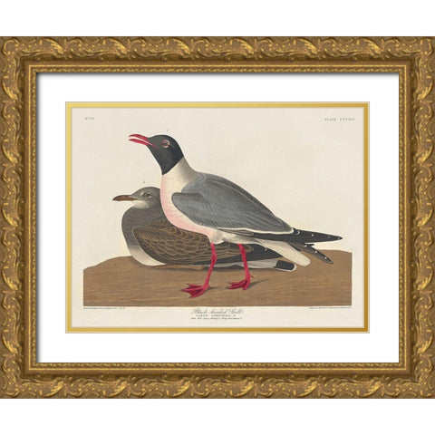 Black-headed Gull Gold Ornate Wood Framed Art Print with Double Matting by Audubon, John James