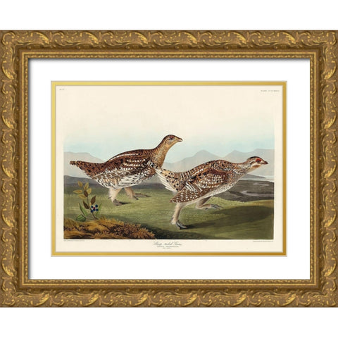 Sharp-tailed Grouse Gold Ornate Wood Framed Art Print with Double Matting by Audubon, John James