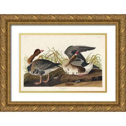 White-fronted Goose Gold Ornate Wood Framed Art Print with Double Matting by Audubon, John James
