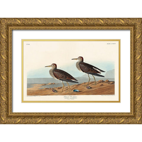 Pectoral Sandpiper Gold Ornate Wood Framed Art Print with Double Matting by Audubon, John James