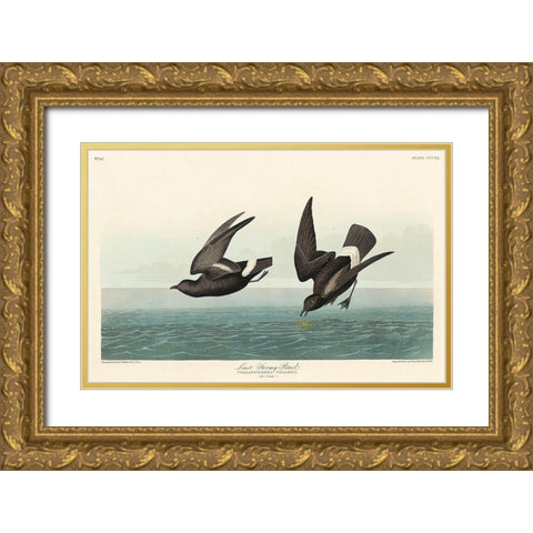 Least Stormy-Petrel Gold Ornate Wood Framed Art Print with Double Matting by Audubon, John James