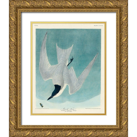 Marsh Tern Gold Ornate Wood Framed Art Print with Double Matting by Audubon, John James