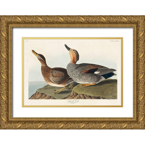 Gadwall Duck Gold Ornate Wood Framed Art Print with Double Matting by Audubon, John James