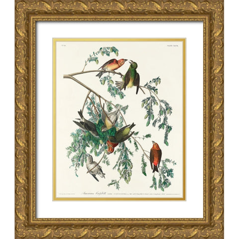 American Crossbill Gold Ornate Wood Framed Art Print with Double Matting by Audubon, John James