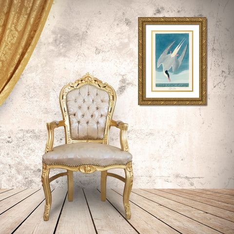 Arctic TernÂ  Gold Ornate Wood Framed Art Print with Double Matting by Audubon, John James