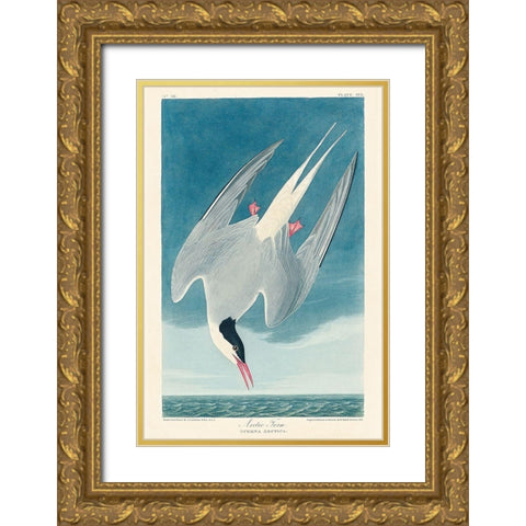 Arctic TernÂ  Gold Ornate Wood Framed Art Print with Double Matting by Audubon, John James