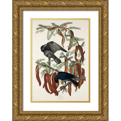 Fish Crow Gold Ornate Wood Framed Art Print with Double Matting by Audubon, John James