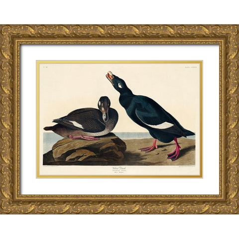 Velvet Duck Gold Ornate Wood Framed Art Print with Double Matting by Audubon, John James