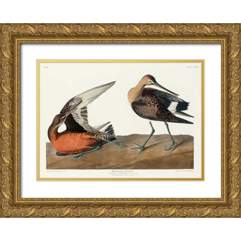 Hudsonian Godwit Gold Ornate Wood Framed Art Print with Double Matting by Audubon, John James