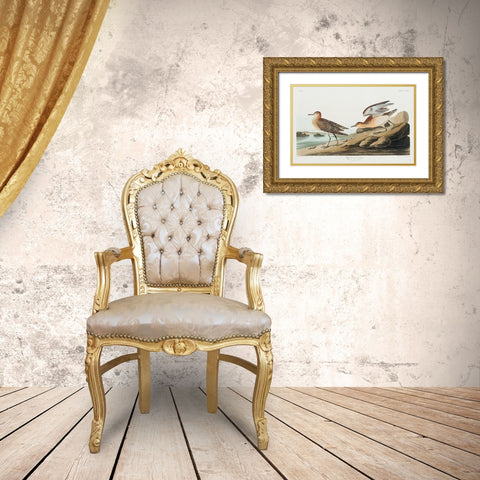 Buff breasted Sandpiper Gold Ornate Wood Framed Art Print with Double Matting by Audubon, John James