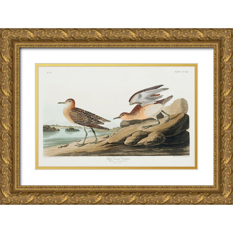 Buff breasted Sandpiper Gold Ornate Wood Framed Art Print with Double Matting by Audubon, John James