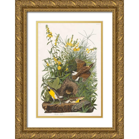 Meadow Lark Gold Ornate Wood Framed Art Print with Double Matting by Audubon, John James