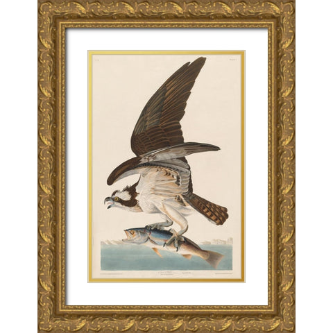 Fish Hawk, or Osprey Gold Ornate Wood Framed Art Print with Double Matting by Audubon, John James