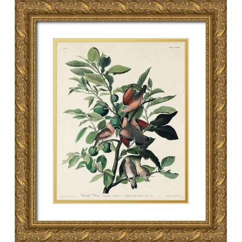 Ground Dove Gold Ornate Wood Framed Art Print with Double Matting by Audubon, John James