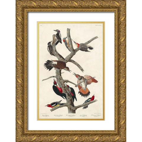 Hairy Woodpecker, Red-bellied Woodpecker, Red-shafted Woodpecker, Lewis Woodpecker and Red-breasted  Gold Ornate Wood Framed Art Print with Double Matting by Audubon, John James