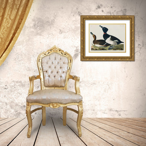 Ring-necked Duck Gold Ornate Wood Framed Art Print with Double Matting by Audubon, John James