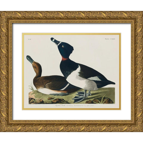 Ring-necked Duck Gold Ornate Wood Framed Art Print with Double Matting by Audubon, John James