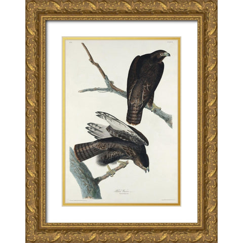 Black Warrior Gold Ornate Wood Framed Art Print with Double Matting by Audubon, John James