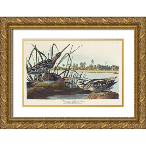 American Snipe Gold Ornate Wood Framed Art Print with Double Matting by Audubon, John James
